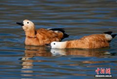 冬日拉萨候鸟“集结”越冬