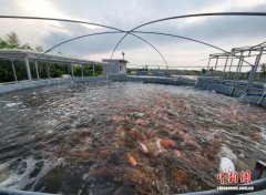 从热带岛屿到世界餐桌：